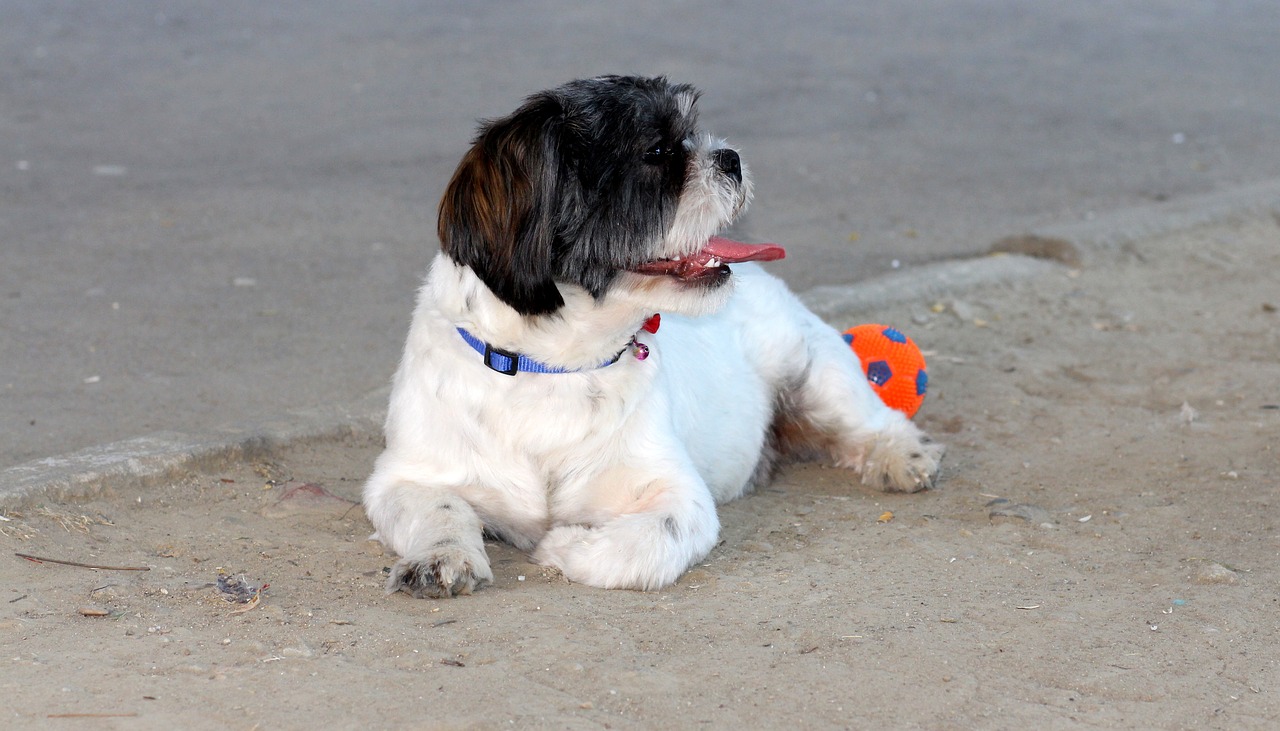 dog play ball free photo