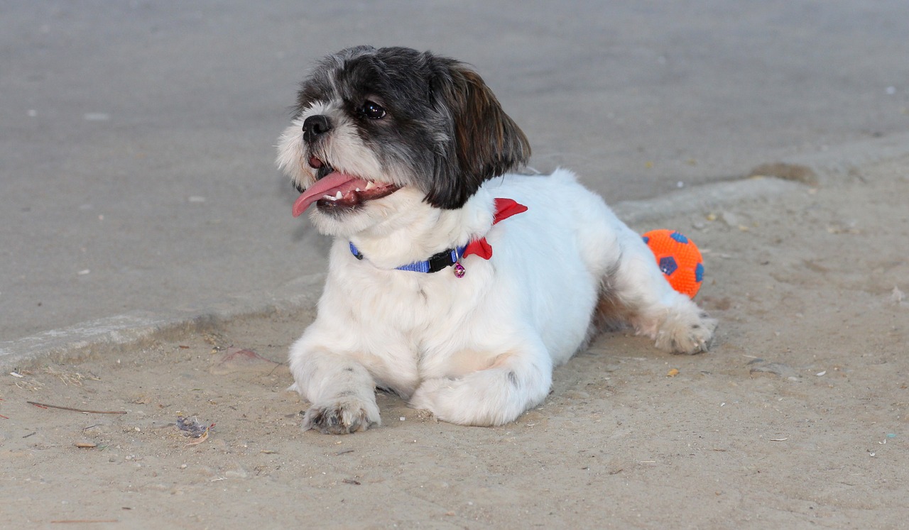 dog play ball free photo