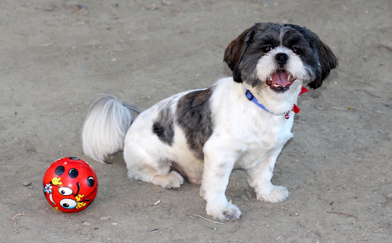 dog play ball free photo