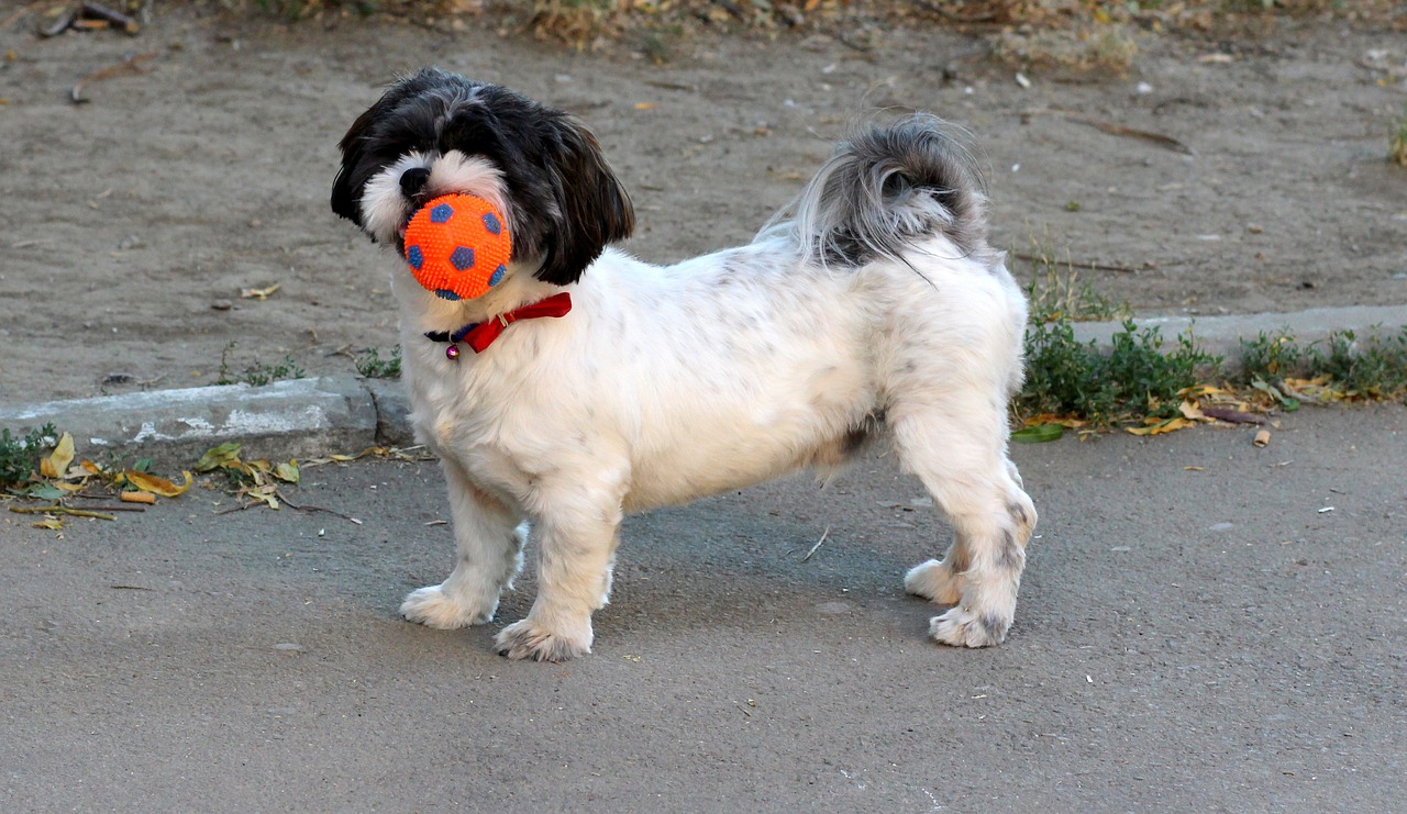 dog play ball free photo