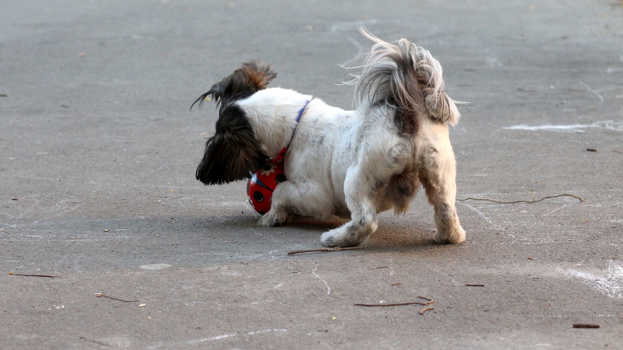 dog play ball free photo