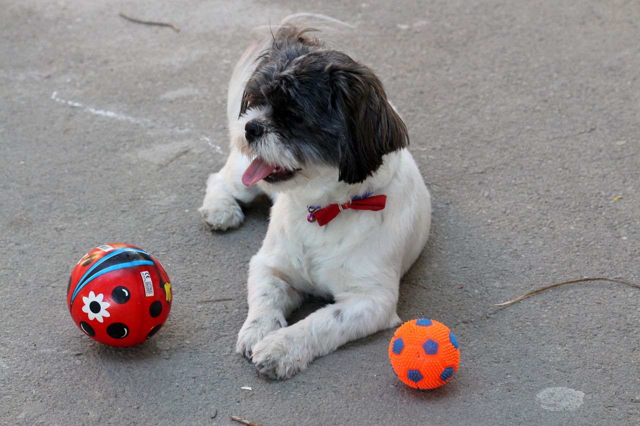 dog play ball free photo