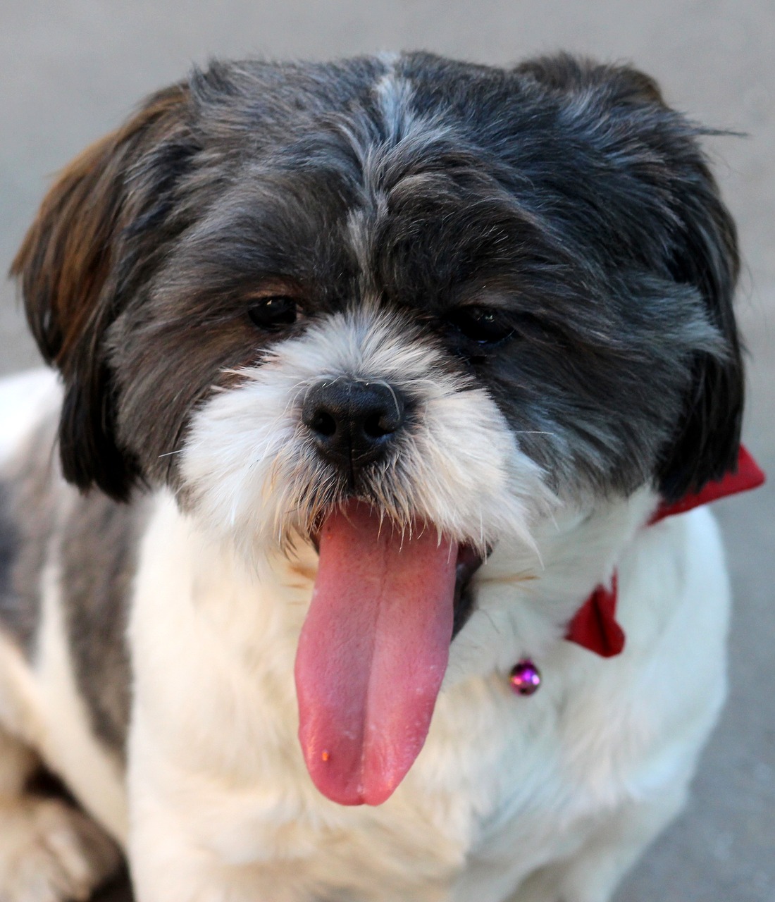 dog portrait bichon free photo