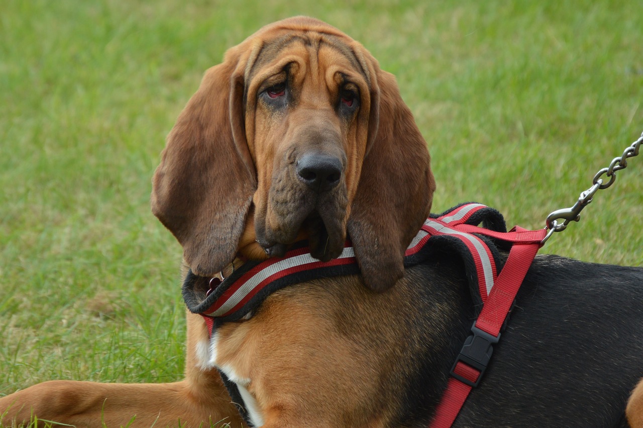 dog bloodhound hunt free photo