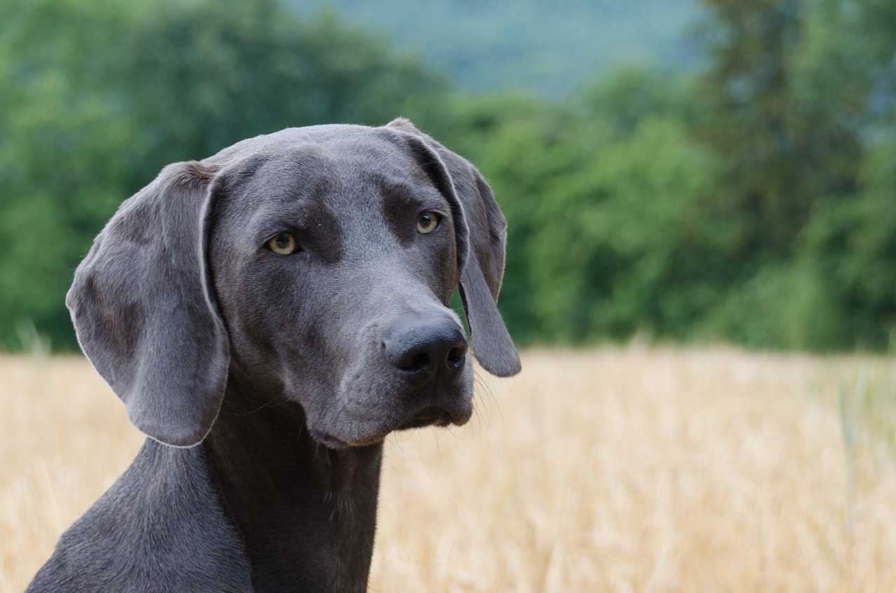 dog weimaraner head free photo