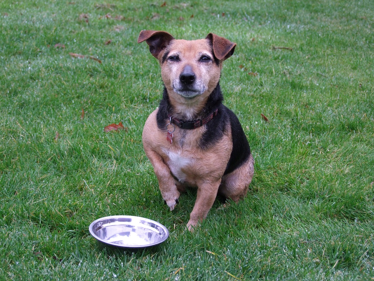 dog terrier food free photo