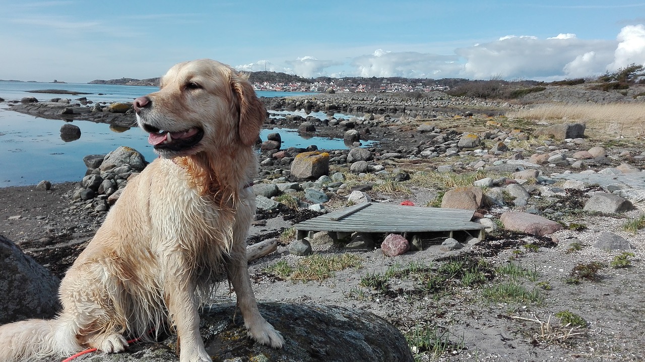 labrador dog water free photo