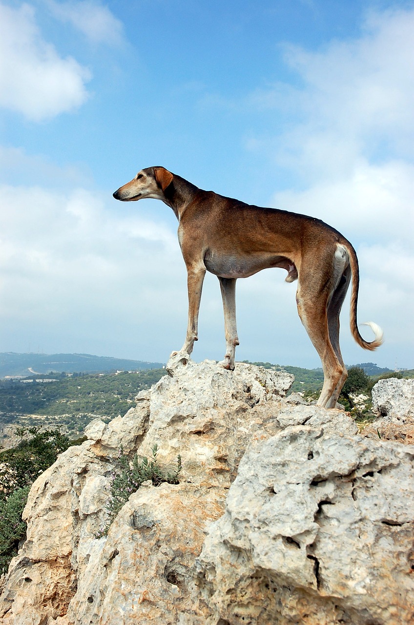 dog worth on the mountain free photo