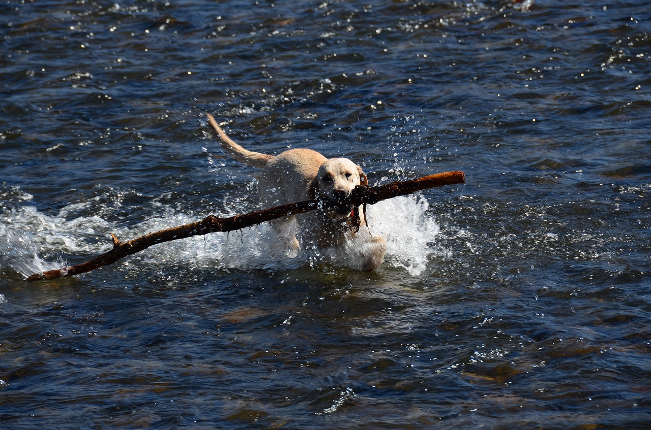 dog play dogs playing free photo