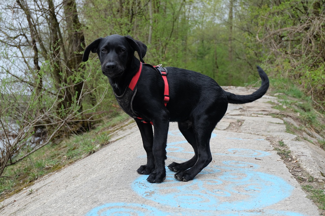 dog labrador black free photo