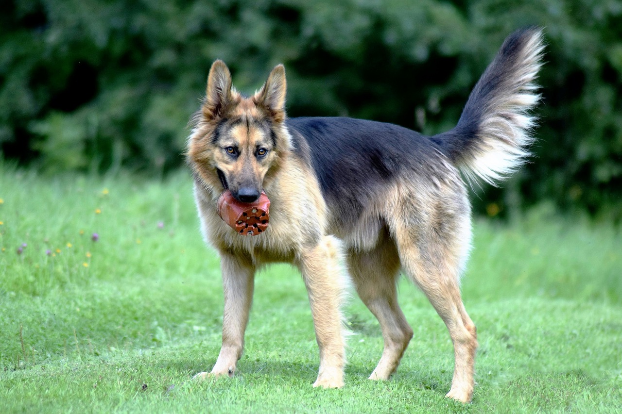 dog playful outside free photo