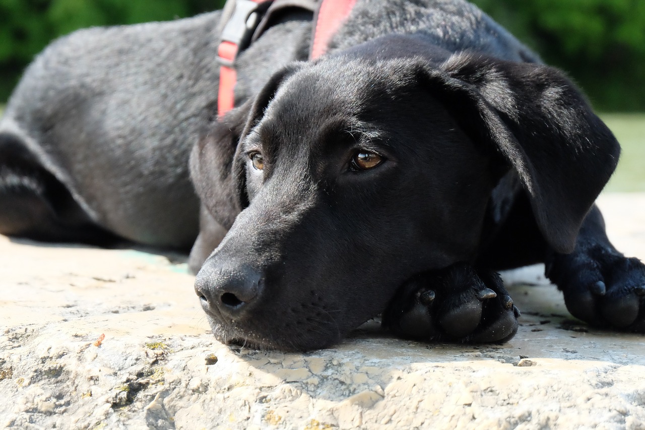 dog black labrador free photo