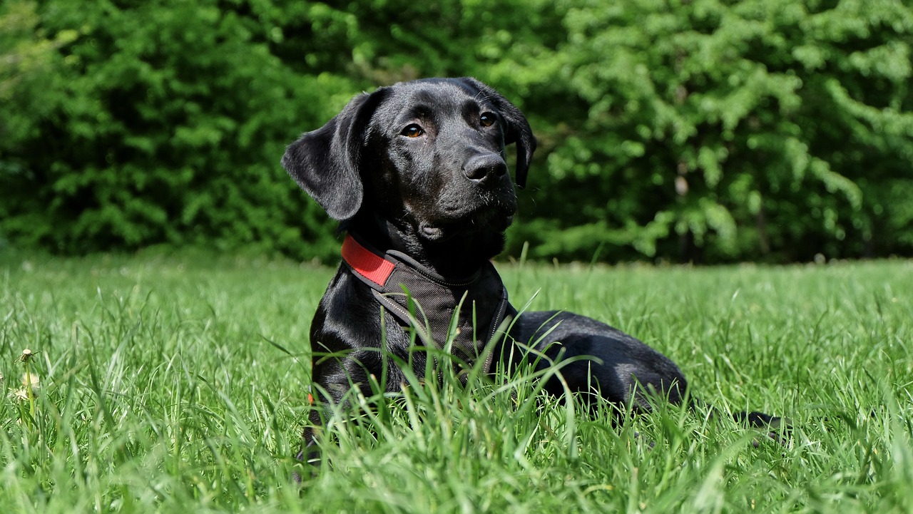 dog black labrador free photo