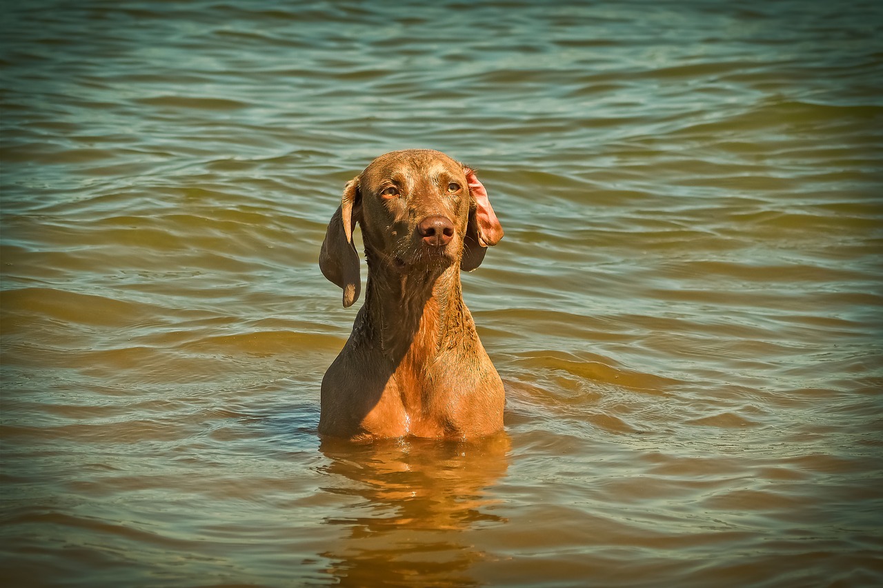 dog weimaraner animal free photo