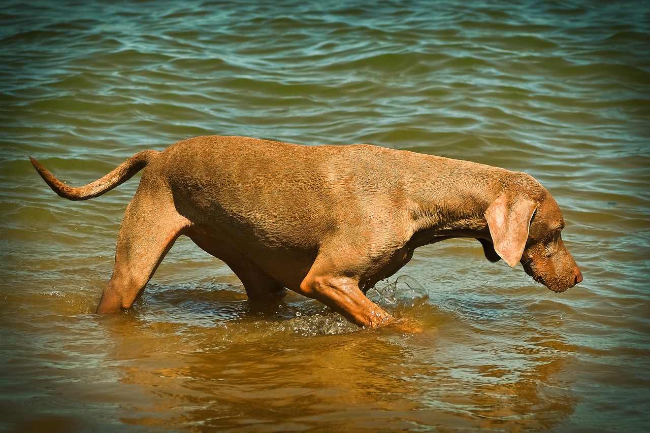 dog weimaraner animal free photo