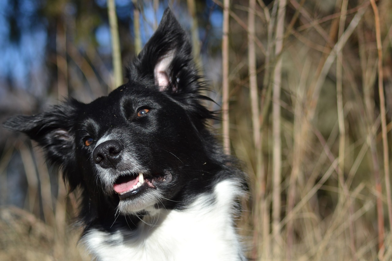 dog border collie beautiful free photo