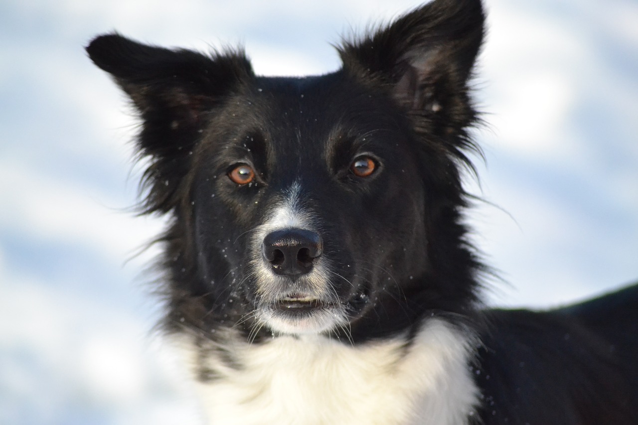 dog border collie winter picture free photo