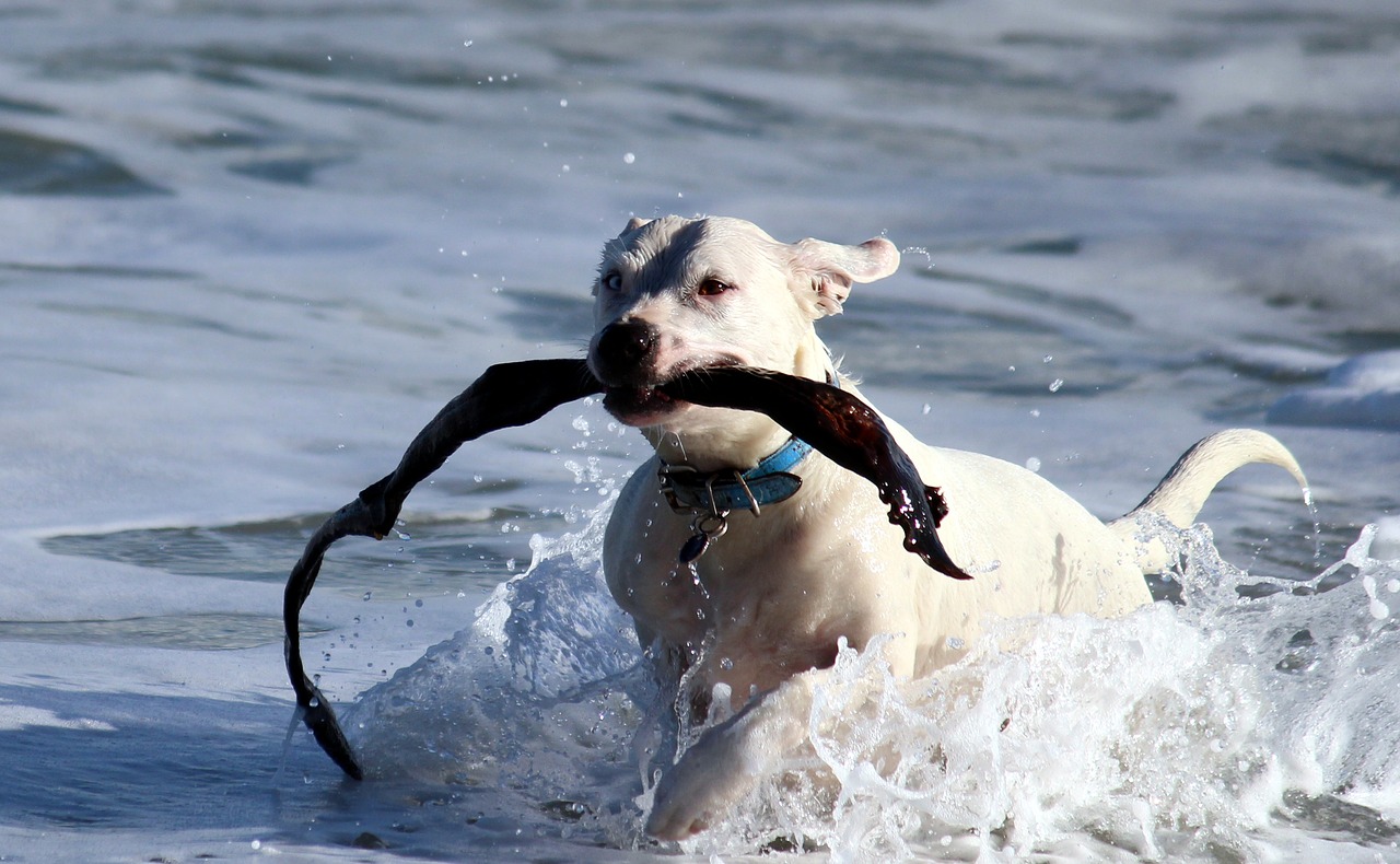 dog water play free photo