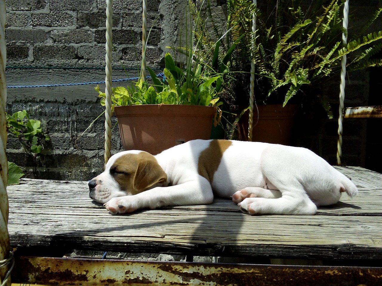 dog sleeping puppy free photo