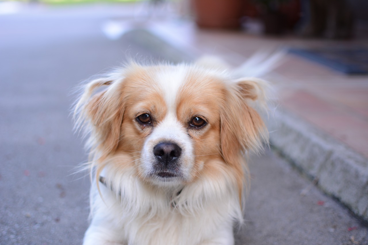 dog pekingese animal free photo