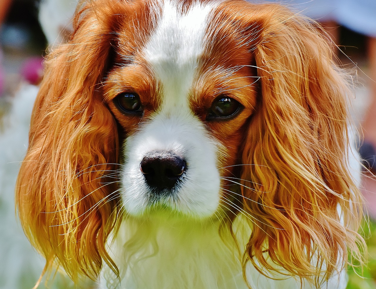 dog cavalier king charles spaniel funny free photo