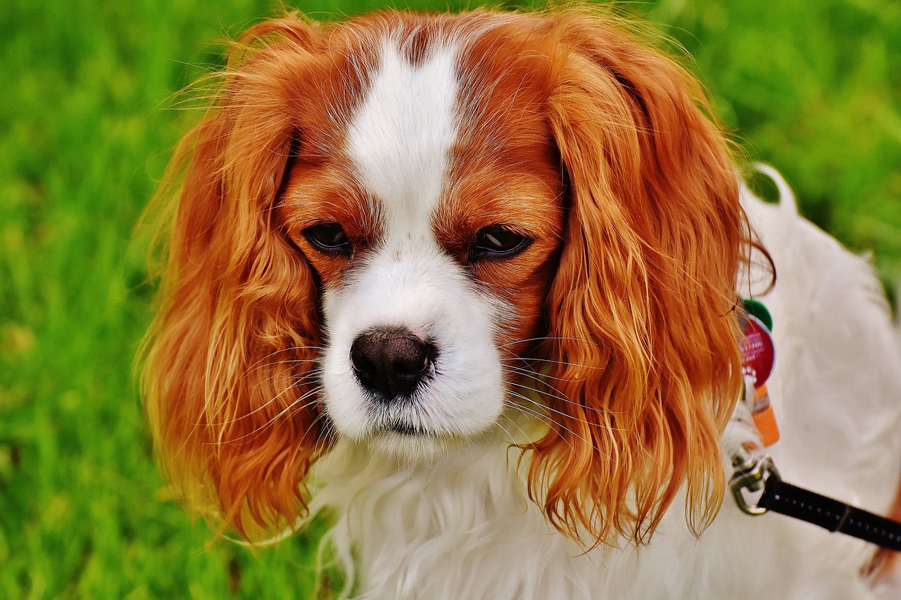 dog cavalier king charles spaniel funny free photo