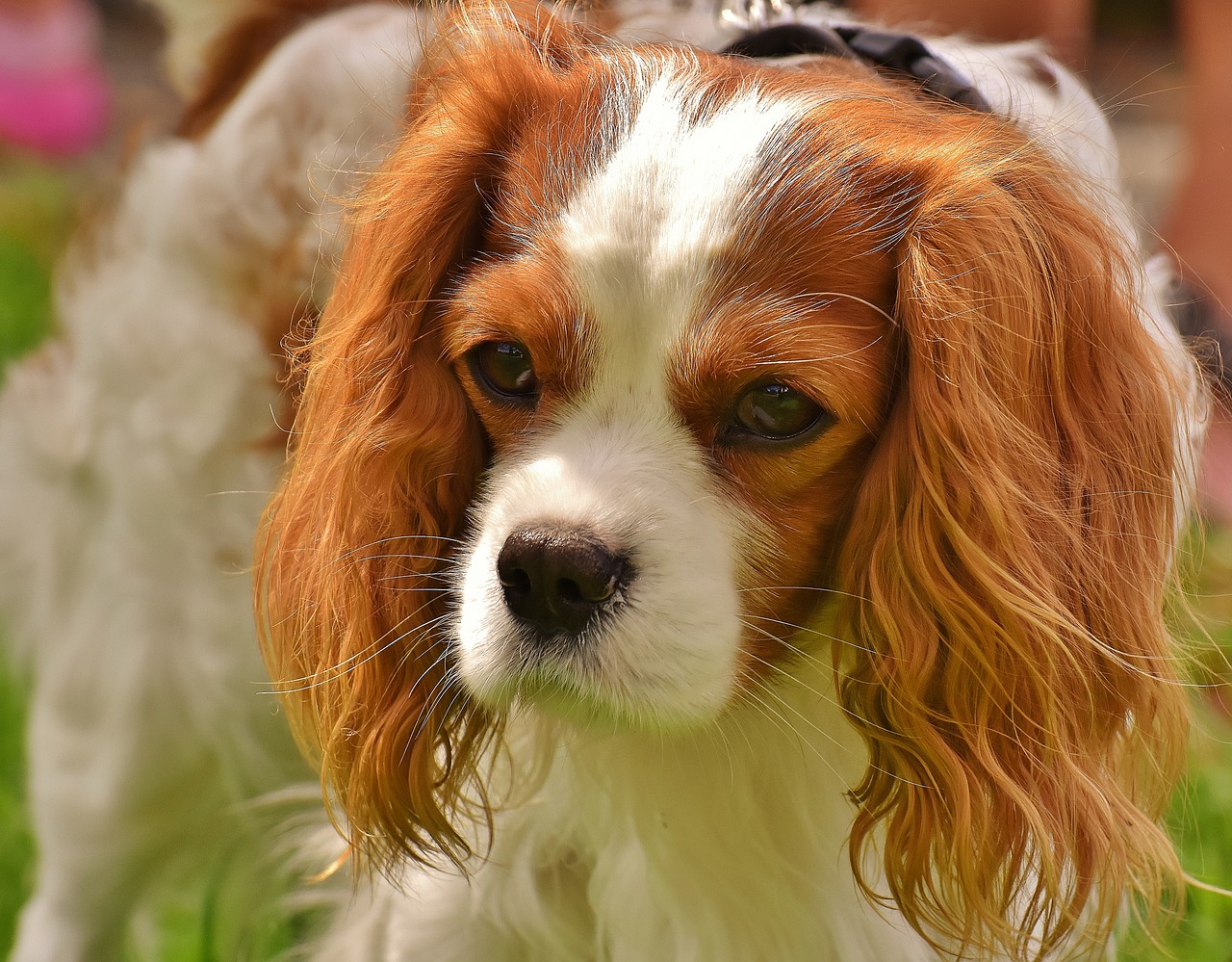 dog cavalier king charles spaniel funny free photo