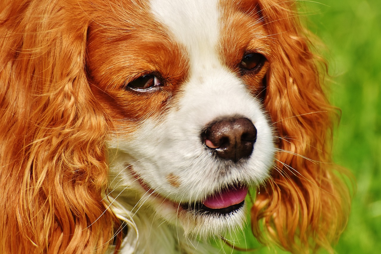 dog cavalier king charles spaniel funny free photo