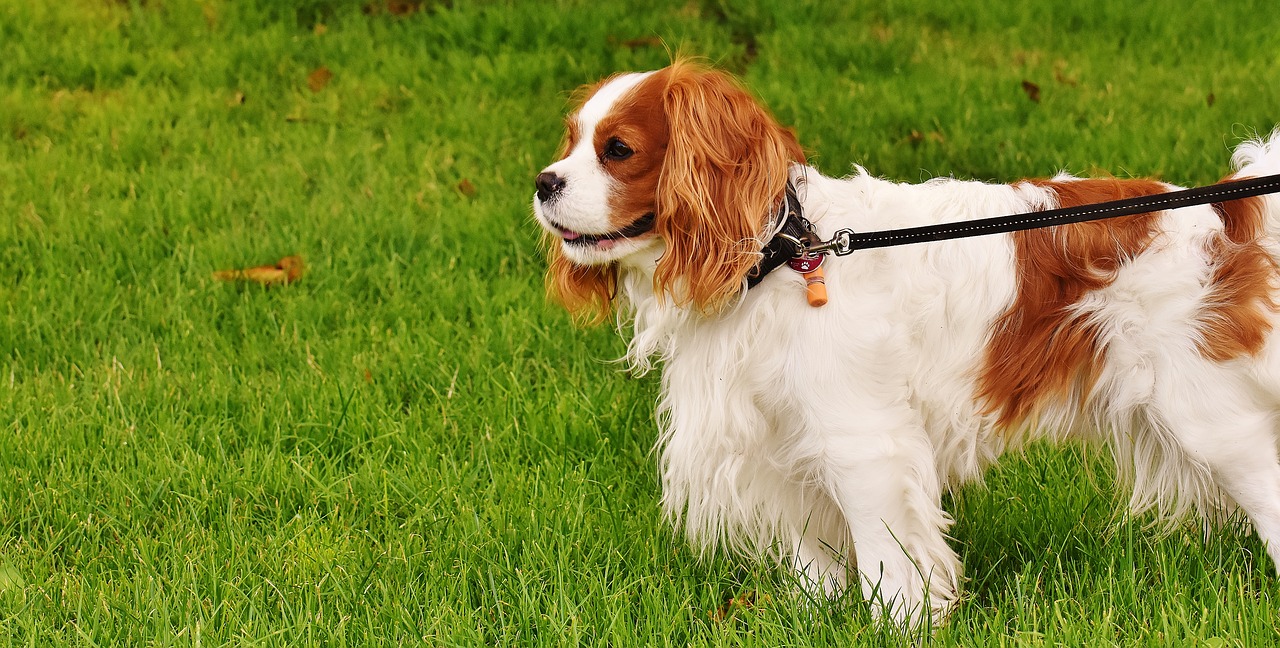 dog cavalier king charles spaniel funny free photo