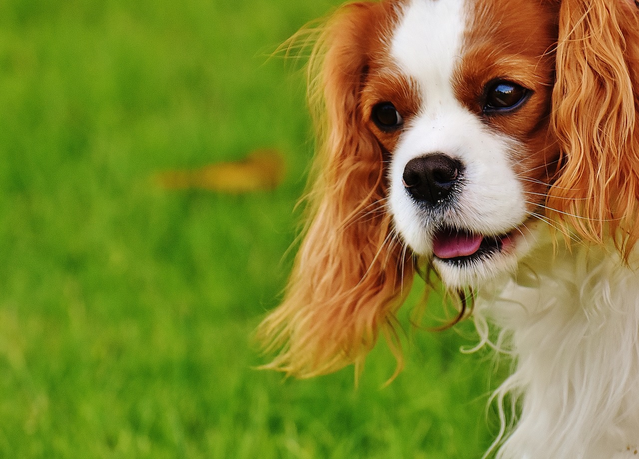 dog cavalier king charles spaniel funny free photo