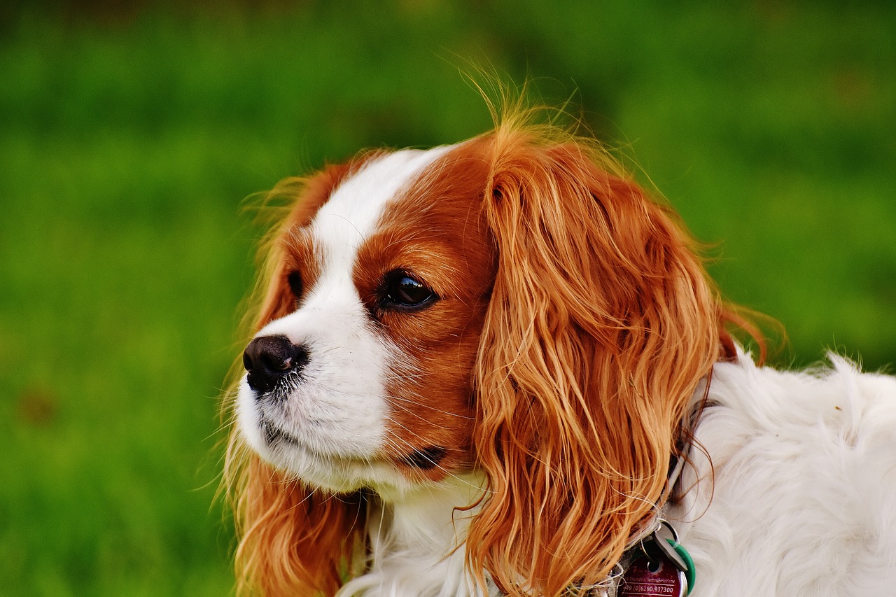 dog cavalier king charles spaniel funny free photo