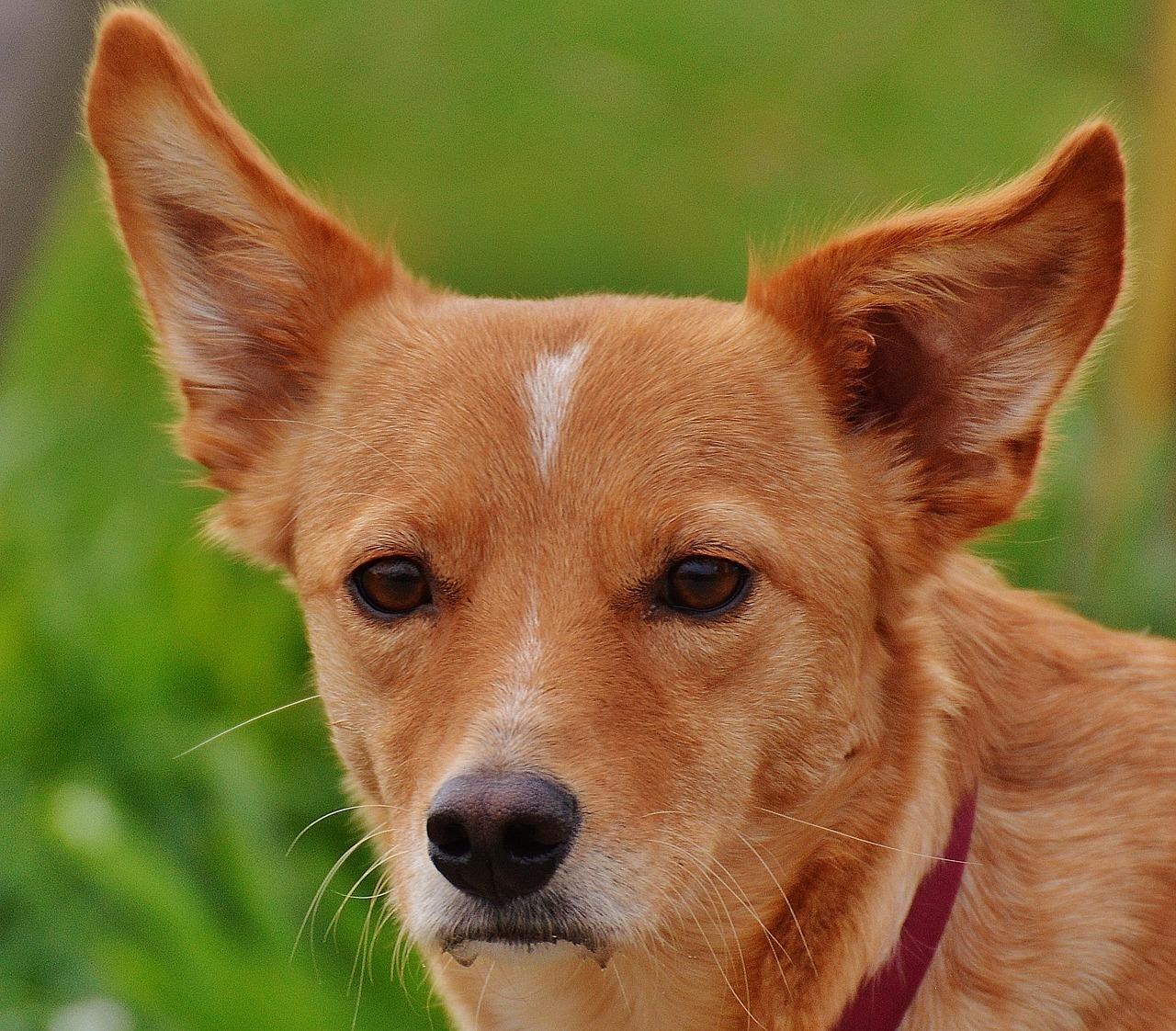 dog beige fur free photo