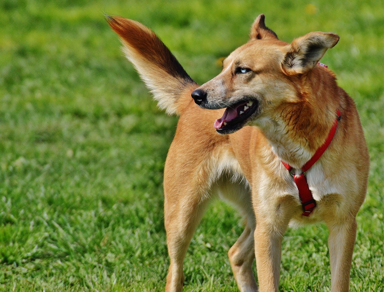 dog beige fur free photo