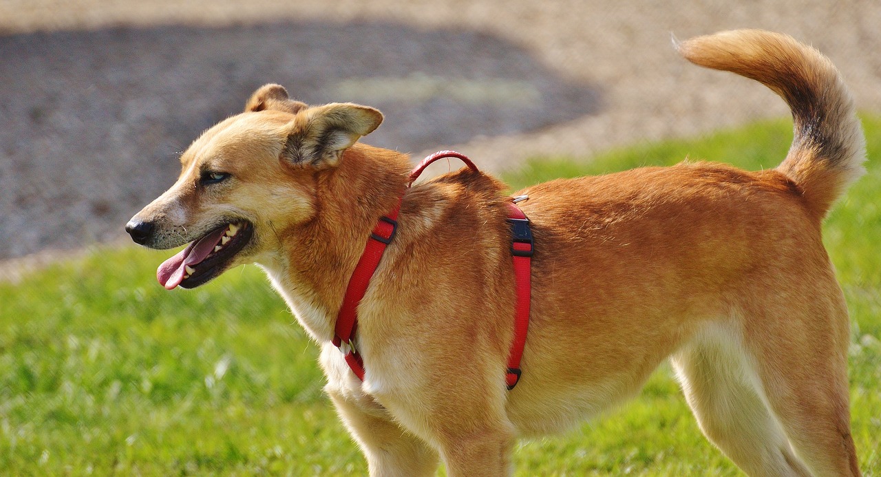 dog beige fur free photo