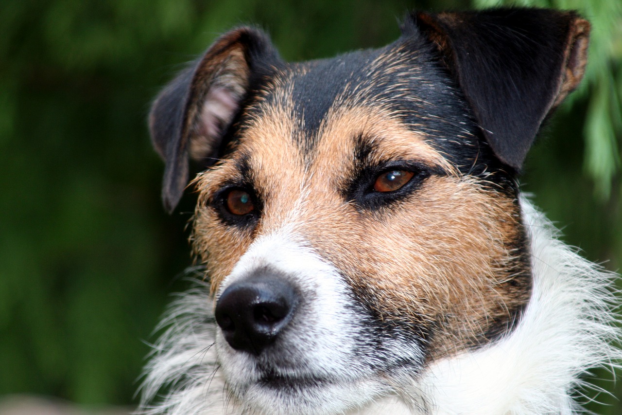 dog jack russel by his free photo