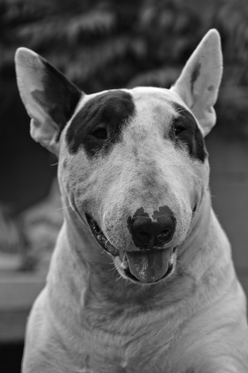 dog bull terrier white free photo