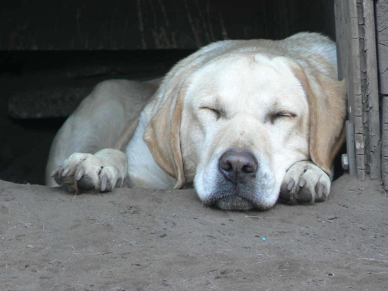 dog labrador pet free photo