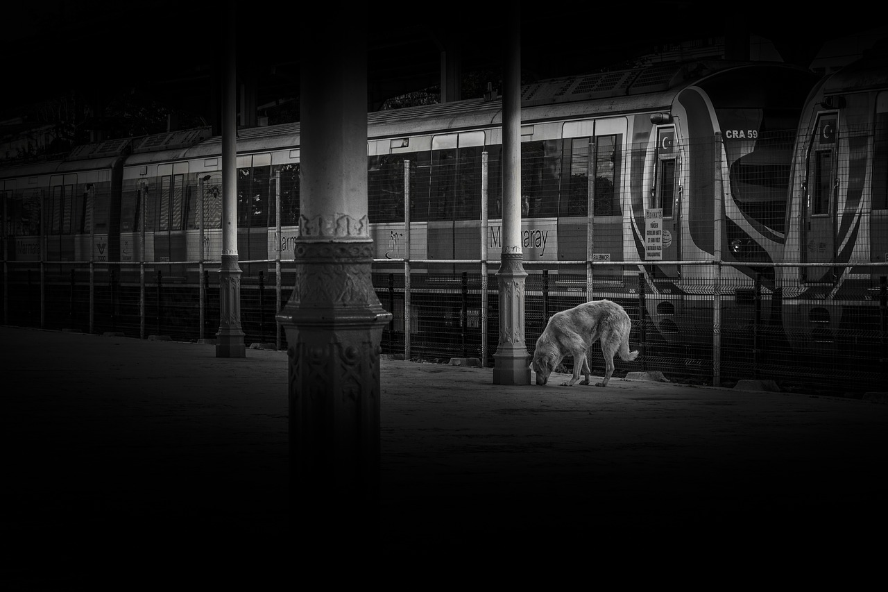 dog train station free photo