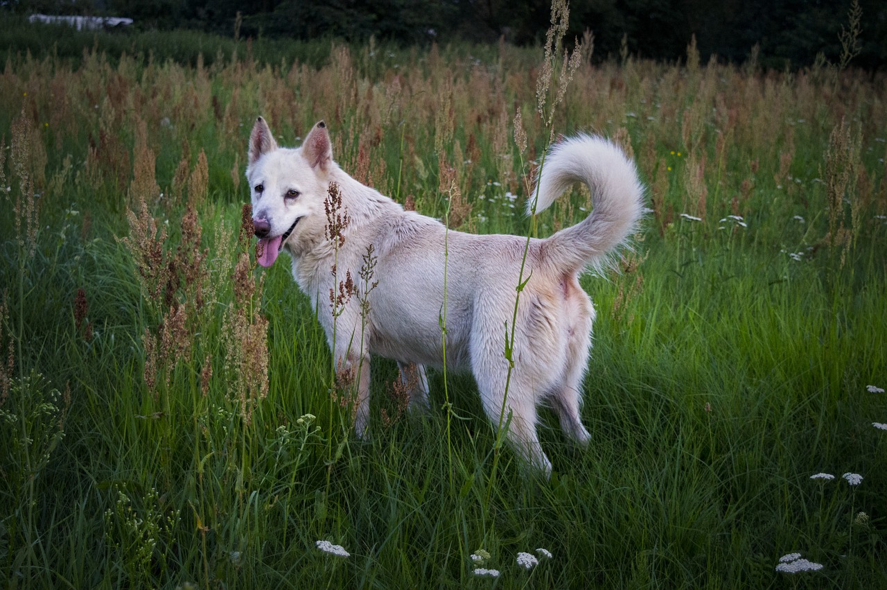 dog white meadow free photo