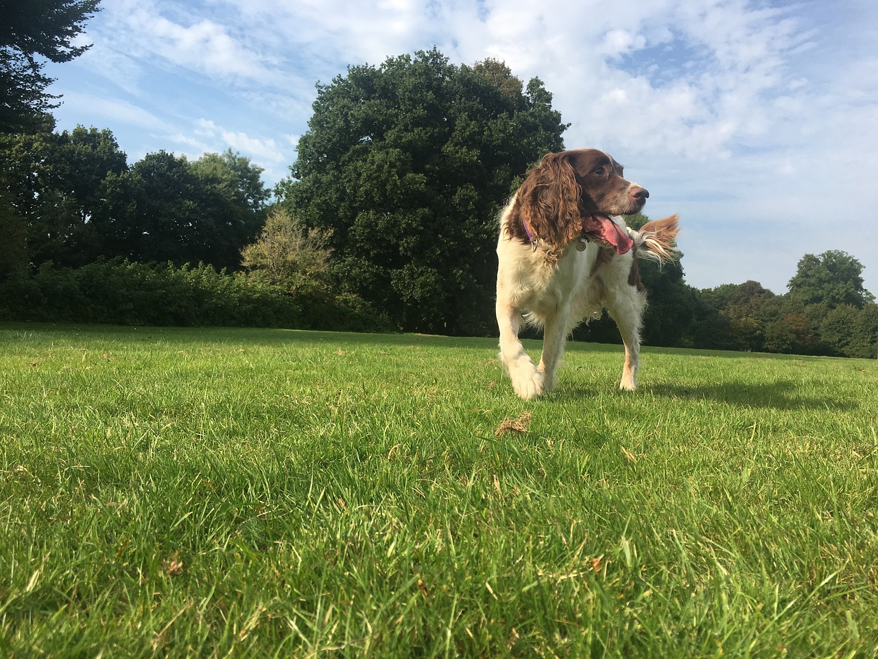 dog grass walk free photo