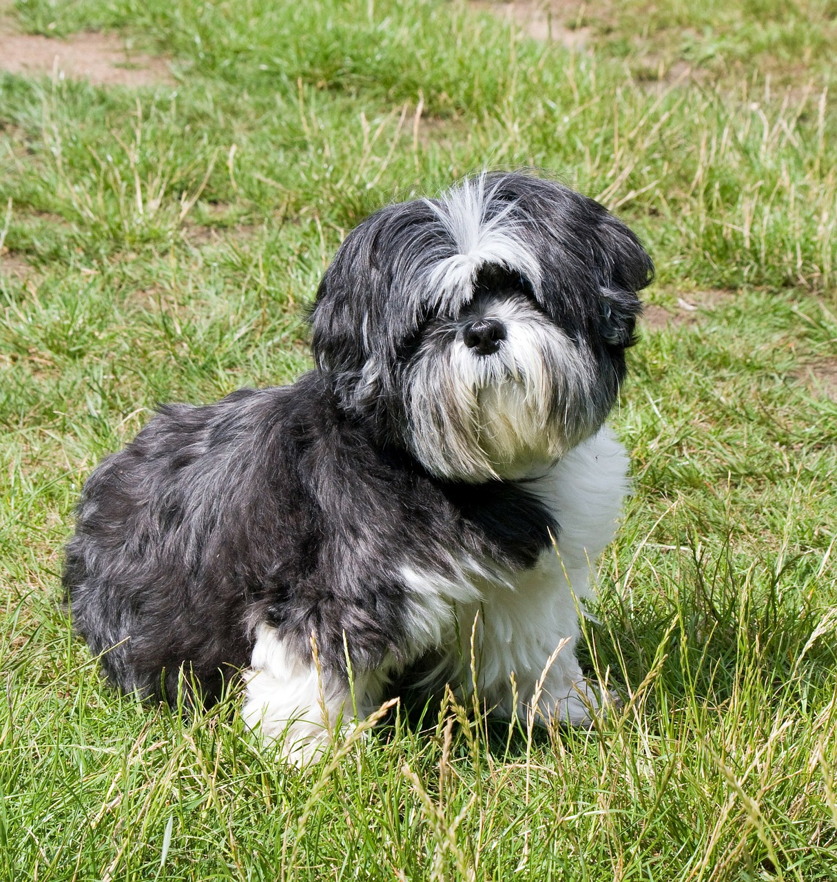 dog shih tzu cute free photo