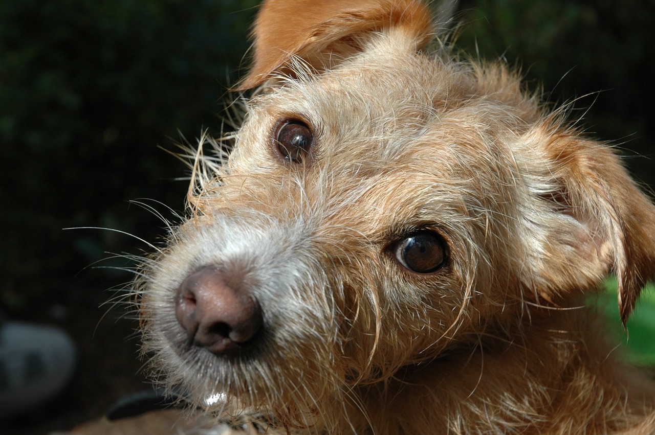 dog face terrier free photo