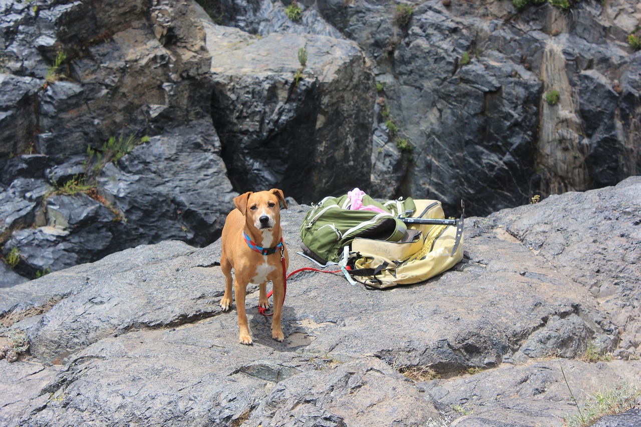 dog hiking rocks free photo