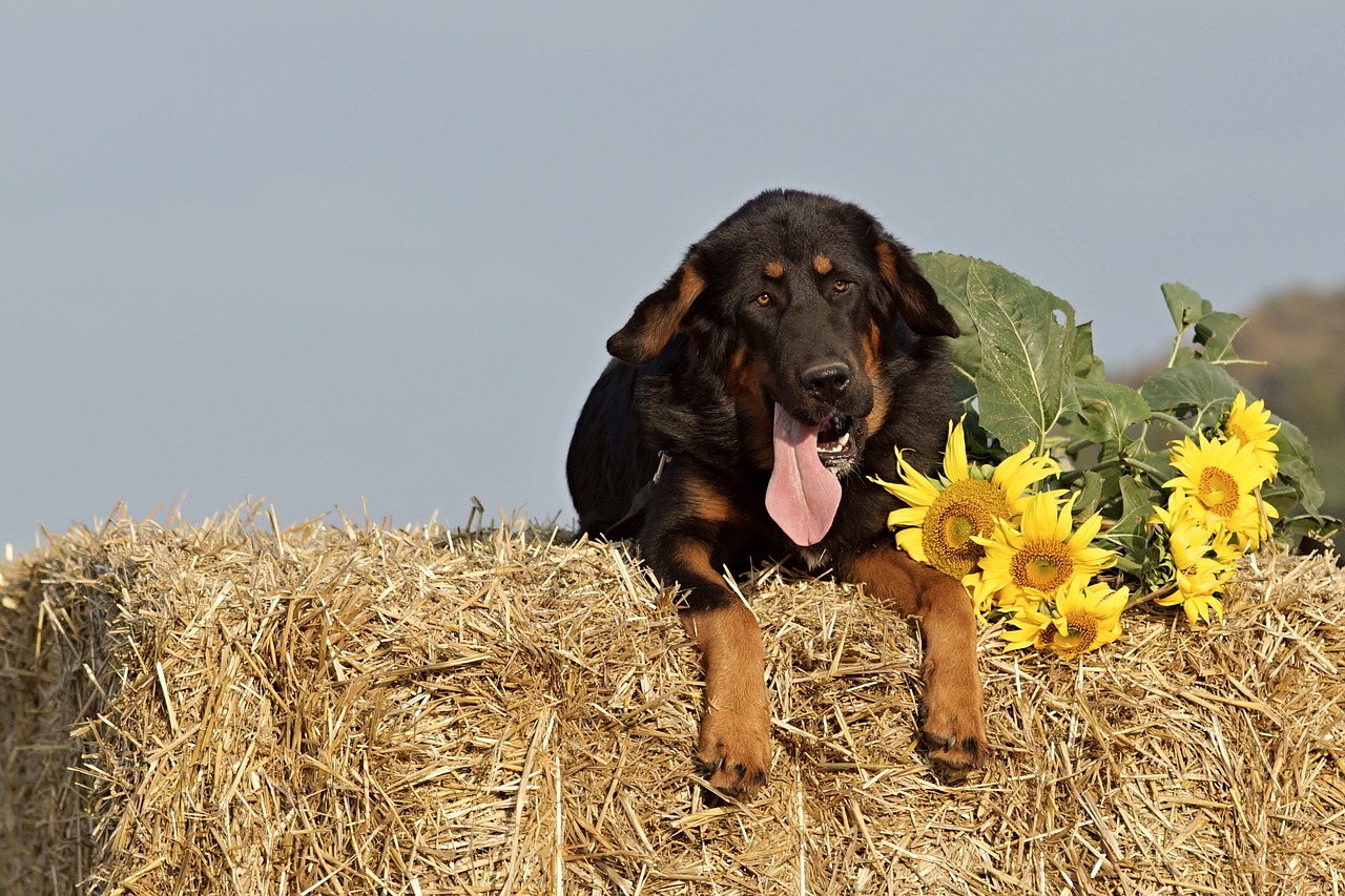 dog straw package free photo