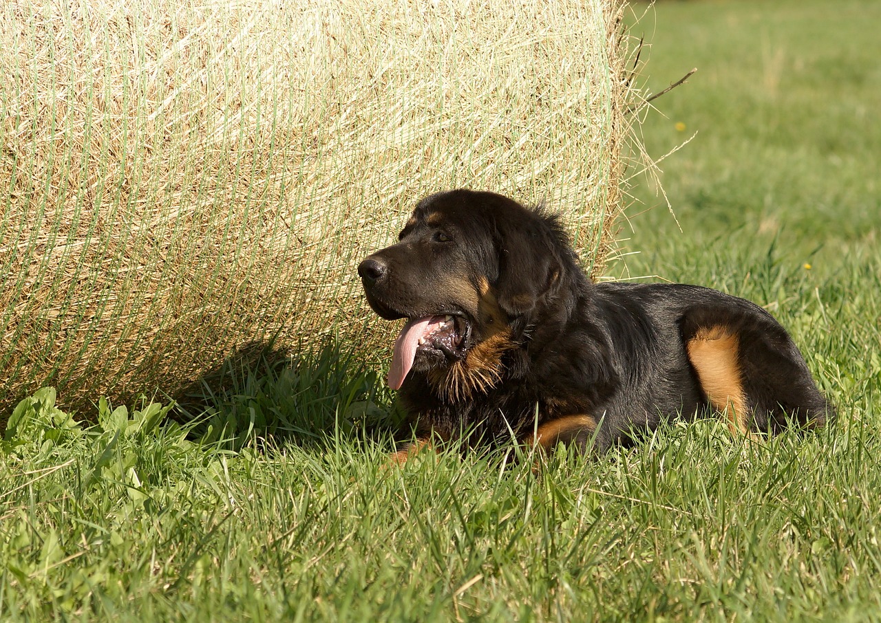 dog mastiffs straw free photo