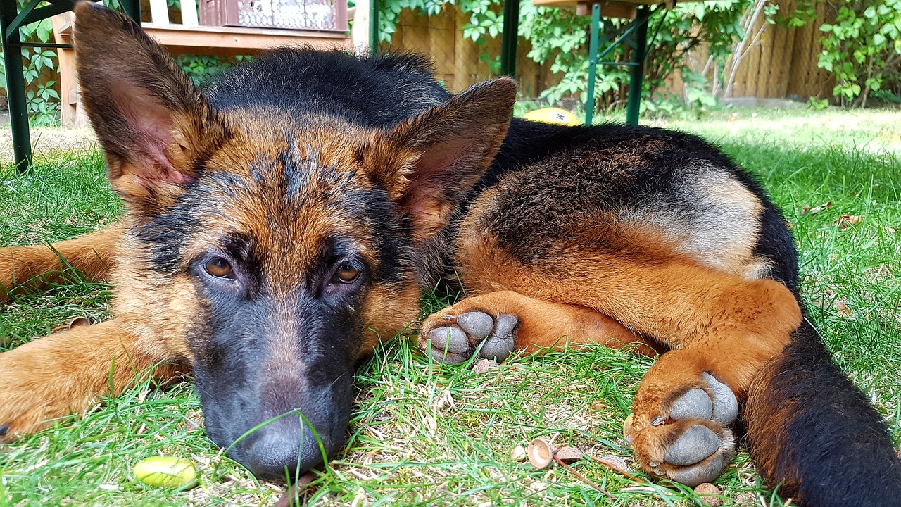 dog enjoy the sun snout free photo