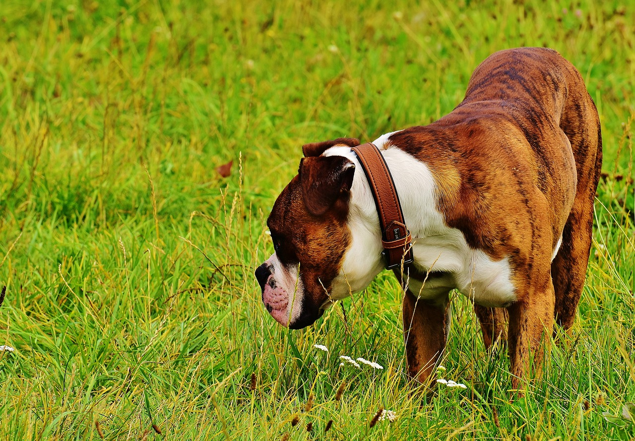 dog boxer race free photo