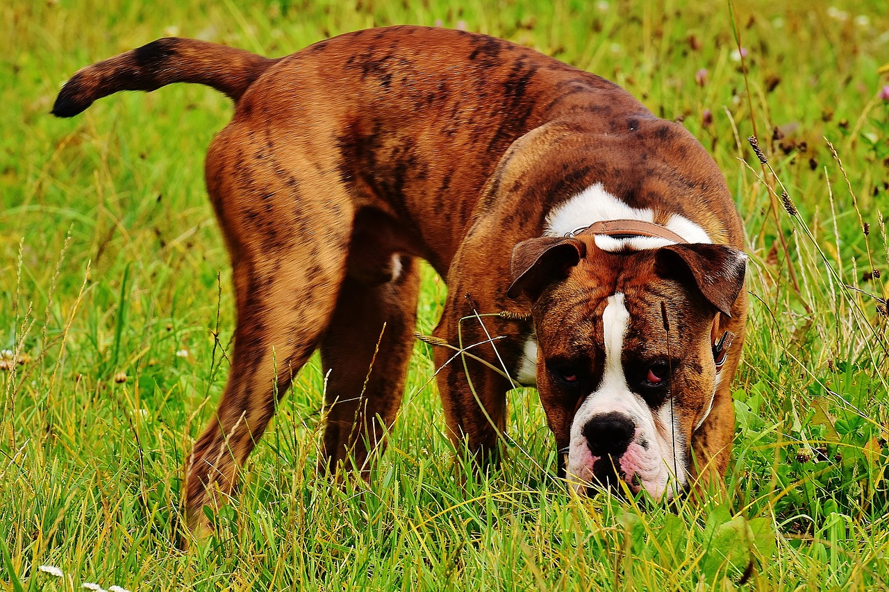 dog boxer race free photo