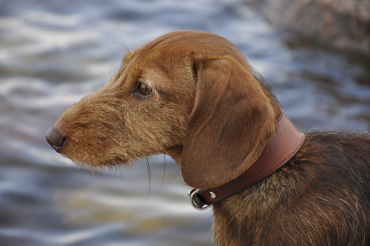 dog dachshund beach free photo