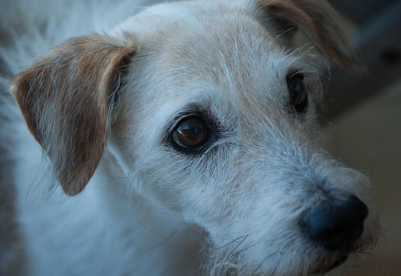 dog jack russel old free photo